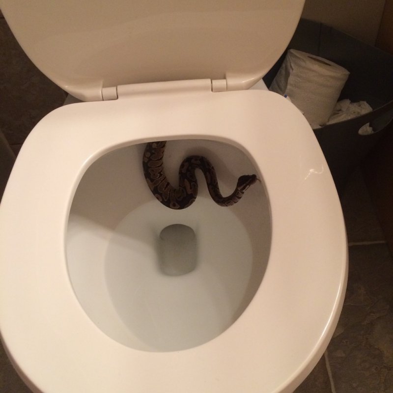 Змея в туалете 