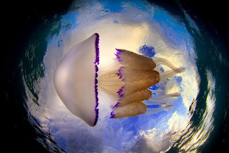 Строение медуз тоже невероятно: они состоят примерно на 95% из воды, 3-4% — из соли и 1-2% — из белка. У них нет ни сердца, ни глаз, ни системы кровообращения, ни жабр…