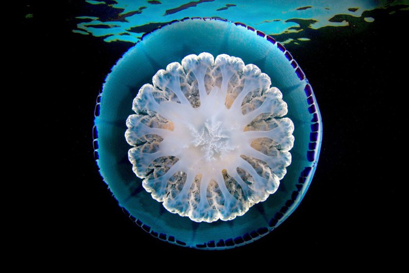 Несмотря на невнятные органы чувств, медуза может обонять, ощущать запахи, отличать свет от темноты.