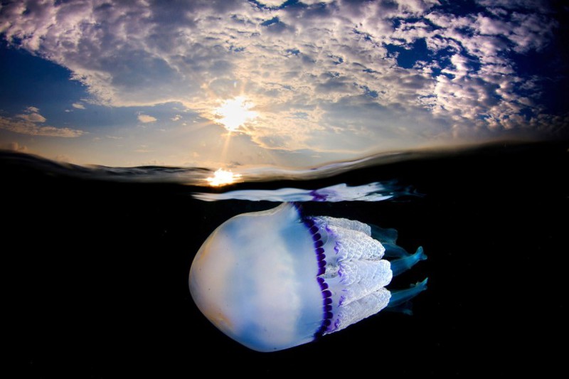При помощи специальных отсеков, расположенных по бокам ее «колокола», медуза сохраняет равновесие в воде. Плыть медузе помогают подводные течения. 
