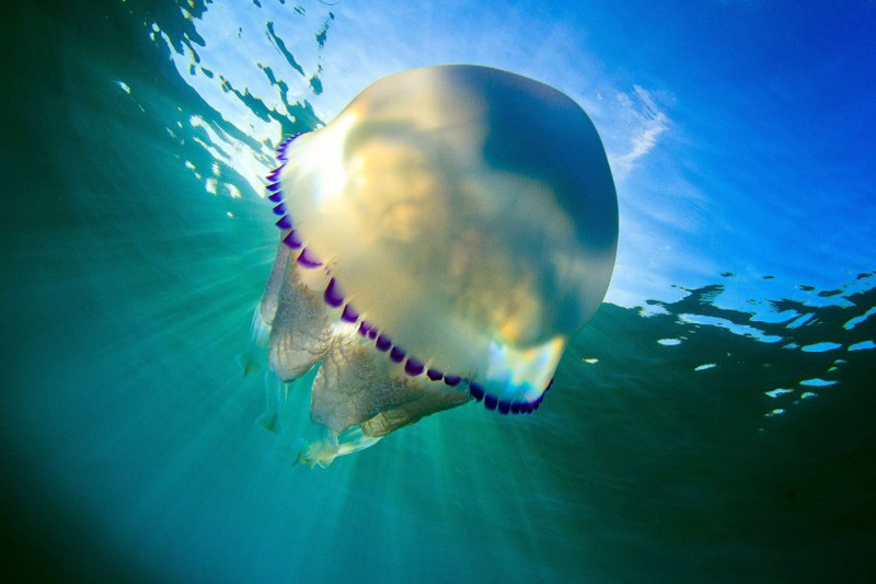 Медуза дышит всем телом, поскольку у нее нет легких и жабр, а также любого другого органа дыхания. 