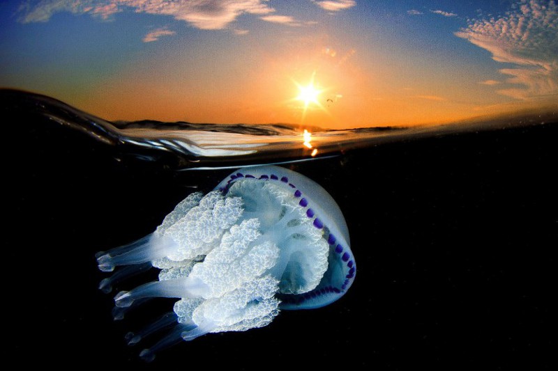 Медузы имеют самые разнообразные размеры. Диаметр их «купола» может составлять от 3 миллиметров, размером с наперсток до 2.5 метров. Самыми распространенными являются медузы величиной с блюдце.