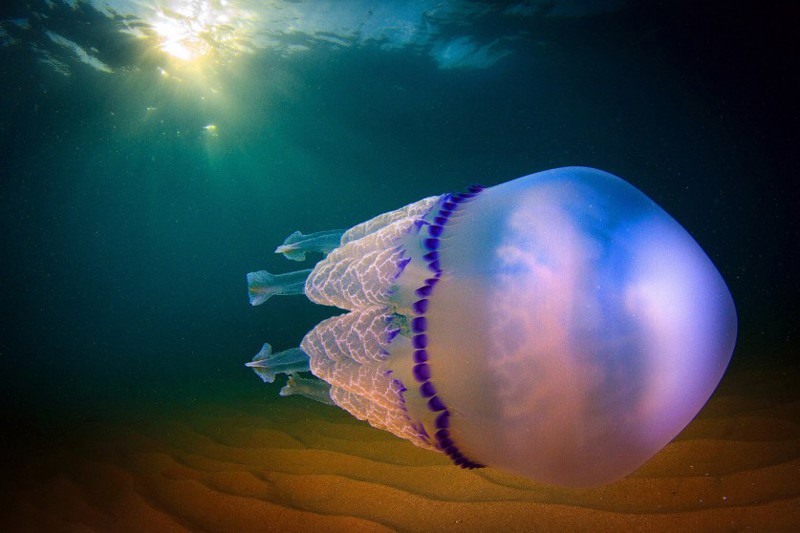 Обитают медузы на разных глубинах. некоторые плавают у поверхности, другие погружаются на глубину до 10 тысяч метров!