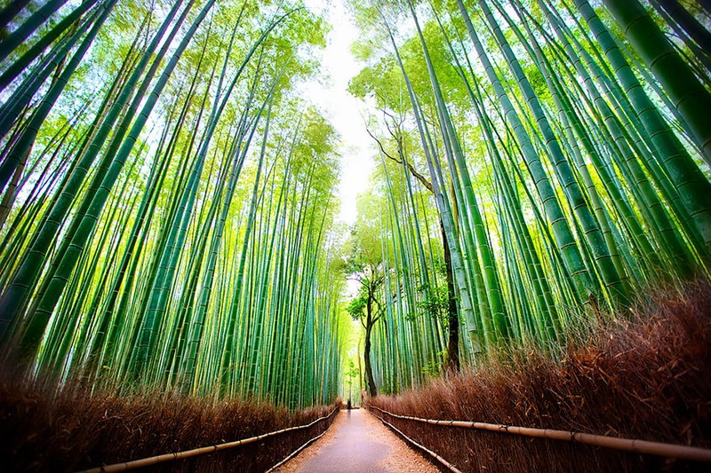 24. Исследование бамбуковых рощ Арасиямы в Японии