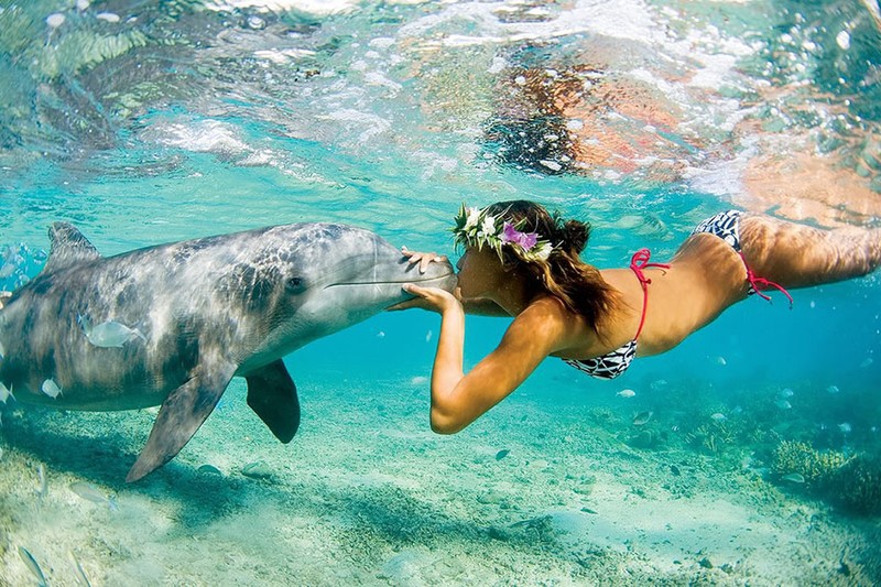 35. Плавание с дельфинами