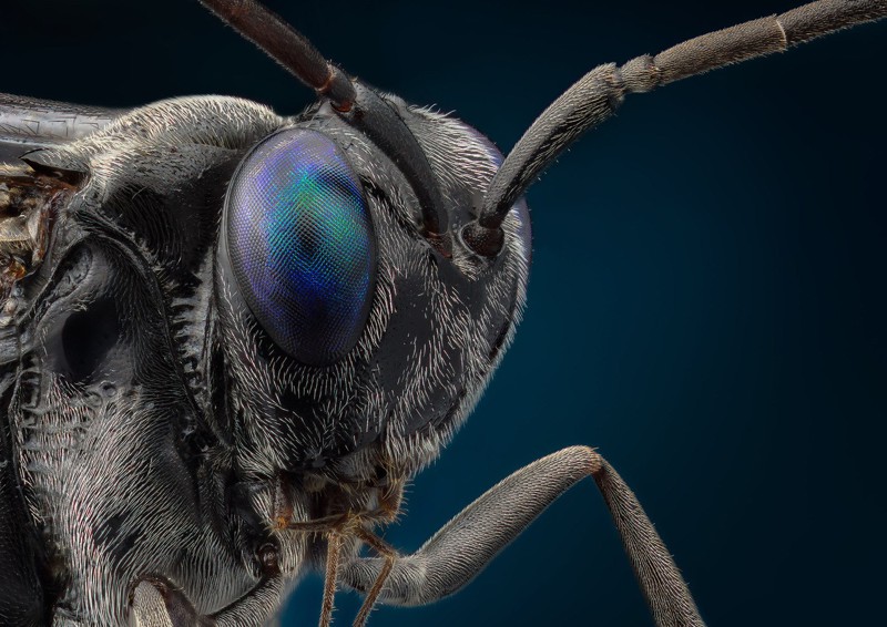 Потрясающие макрофотографии насекомых от Василия Меньшова!