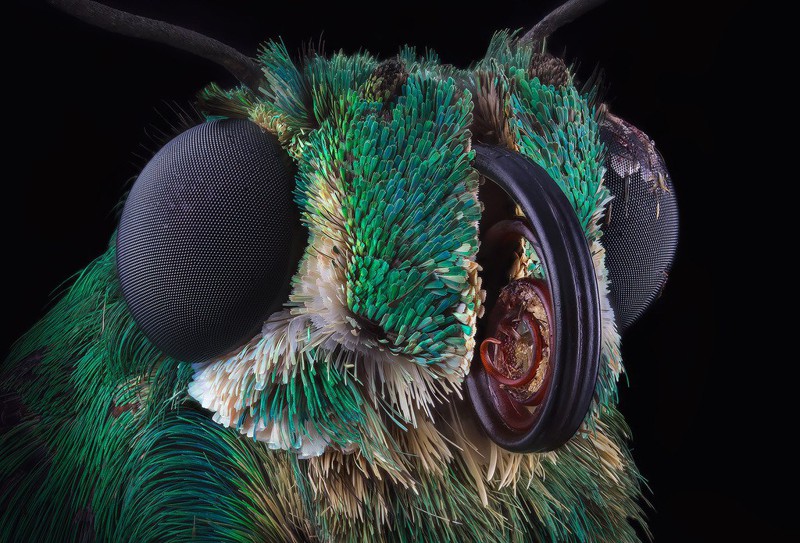 Потрясающие макрофотографии насекомых от Василия Меньшова!