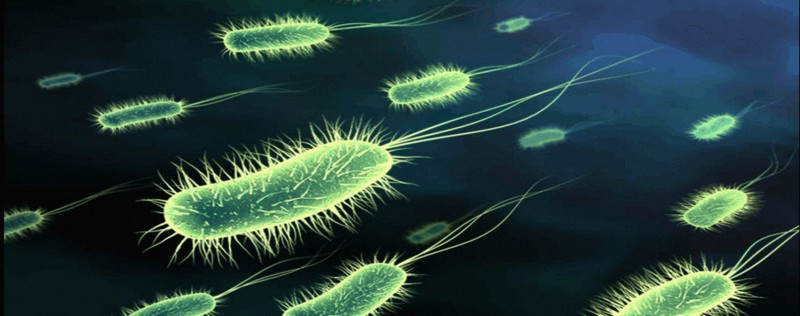 Апокалипсис с участием бактерий – миф или реальность