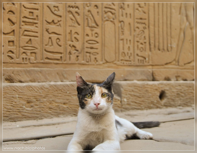 3. Ученый кот изучает иероглифы в Египте