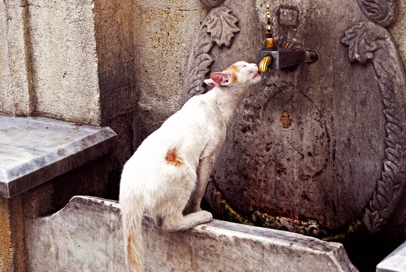 4. Остановился испить водицы из шикарного фонтана в Стамбуле