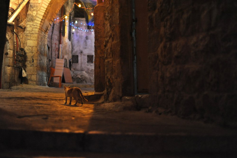 16. Кошка гуляет сама по себе в Иерусалиме