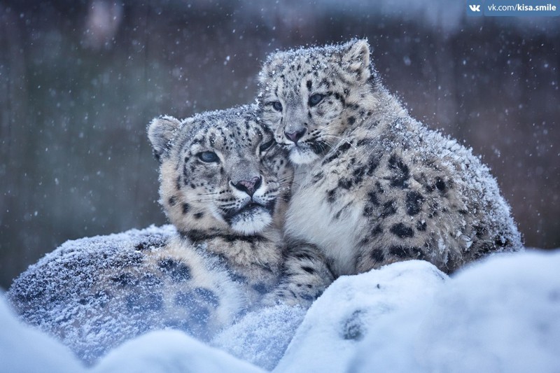 Снежный барс (Ирбис) - исчезающий вид кошек