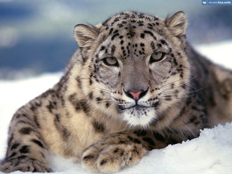 Снежный барс (Ирбис) - исчезающий вид кошек