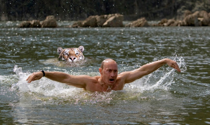 Фотожабы: тигр, плывущий в заросшем водорослями водоёме