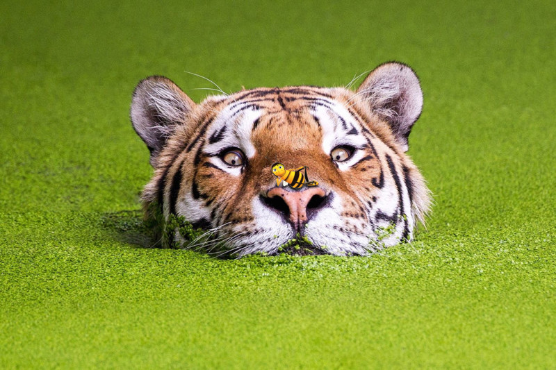 Фотожабы: тигр, плывущий в заросшем водорослями водоёме