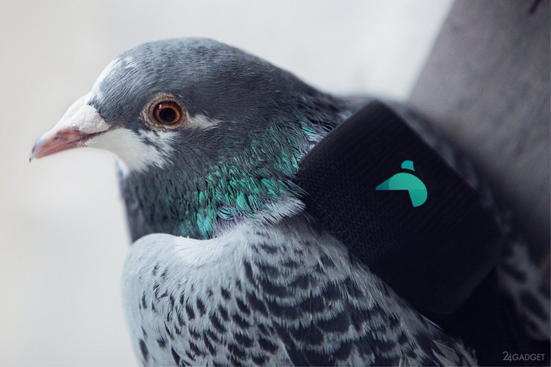 Лондонские голуби патрулируют город и пользуются интернетом 