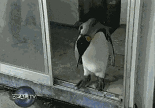 Пингвин сам ходит в магазин за рыбкой))