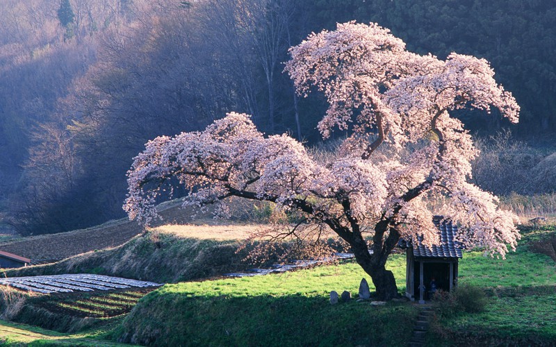 Интересная и красивая япония
