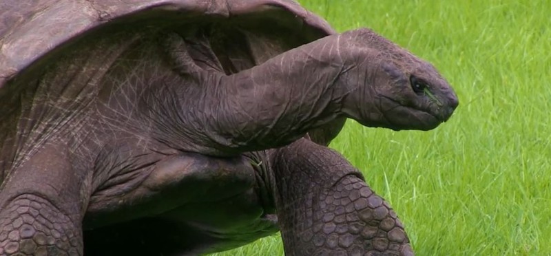 Старейшая в мире гигантская черепаха приняла ванну в первый раз за 184 года