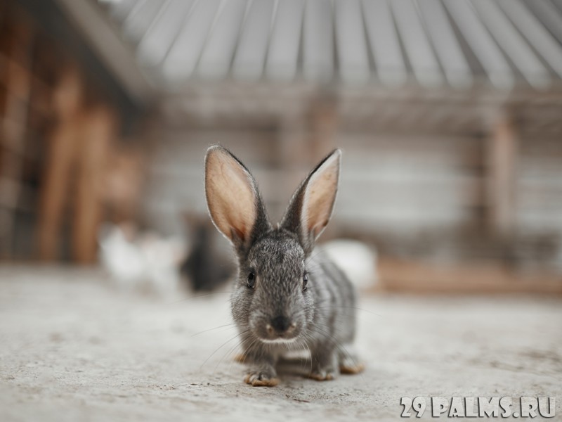 Прикольный кролик отеля Soneva Fushu