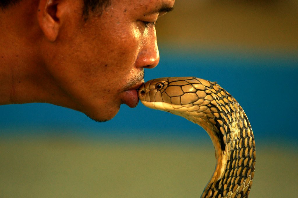 Королевская кобра фото с человеком