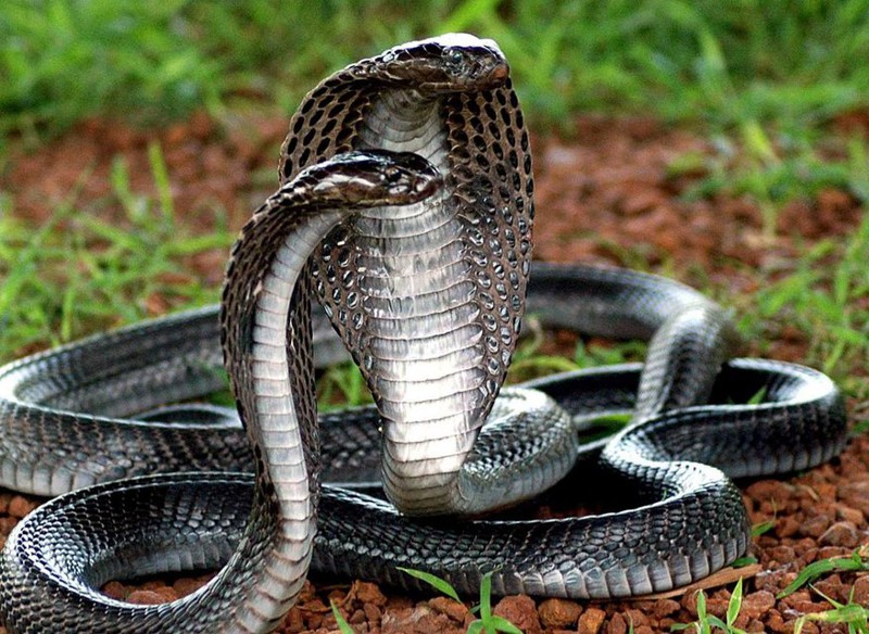 Королевская кобра 