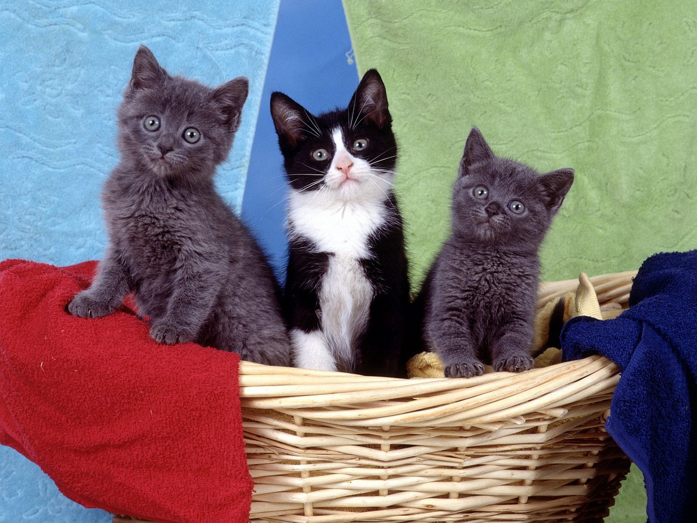 Три киса. Разные котята. Три кошки. Кошка с котятами. Трое котят.