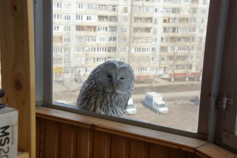 Сова в городе!