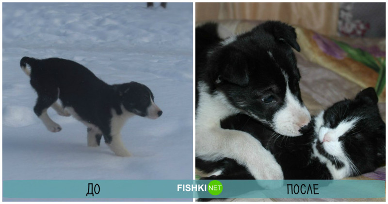 До и после: бездомные животные, которым не дали пропасть!