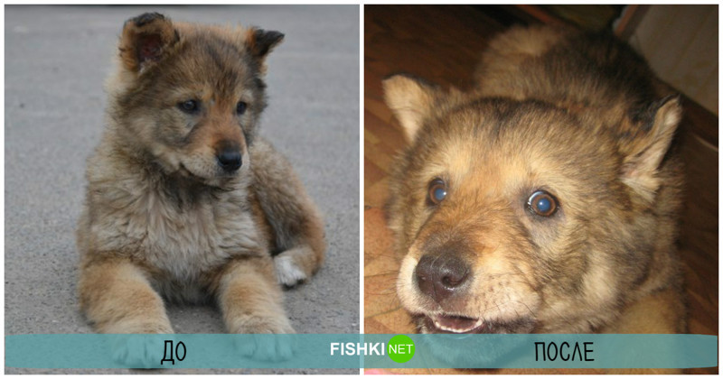 До и после: бездомные животные, которым не дали пропасть!
