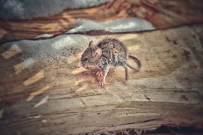 В мире животных: сказка о маленьком, но очень храбром мышонке