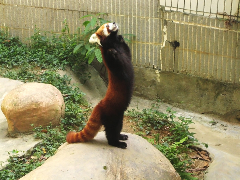 Малая панда