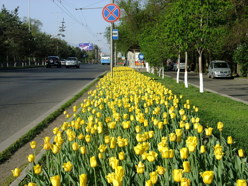 Тюльпановый рай на улицах Алма-Аты
