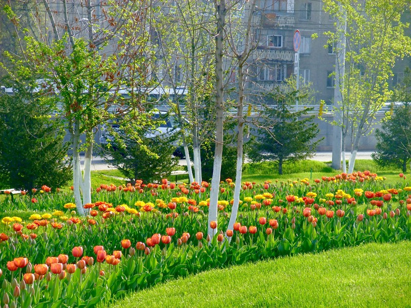 Тюльпановый рай на улицах Алма-Аты