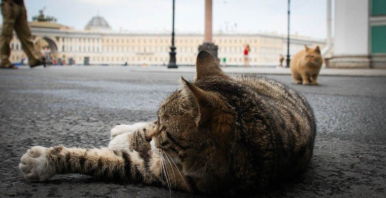 Фото питерские коты