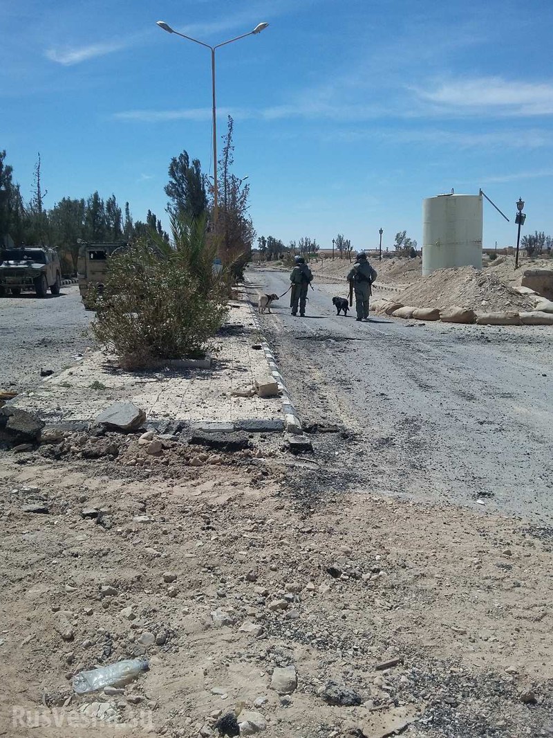 Пальмира: российские саперы с собаками ликвидируют мины ИГИЛ