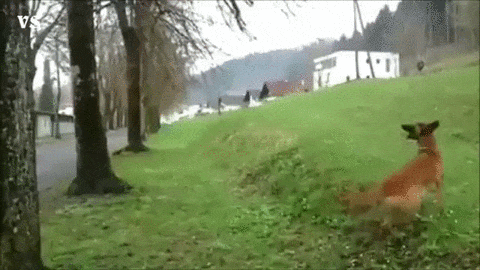 Летающая собака