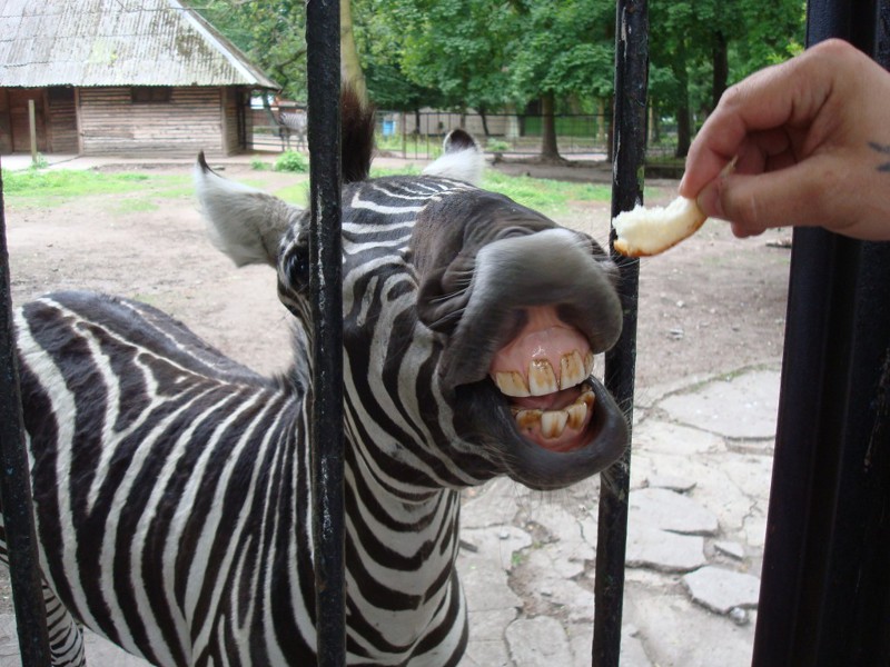 Калининградский зоопарк(До юбилея осталось ровно 50 дней!)
