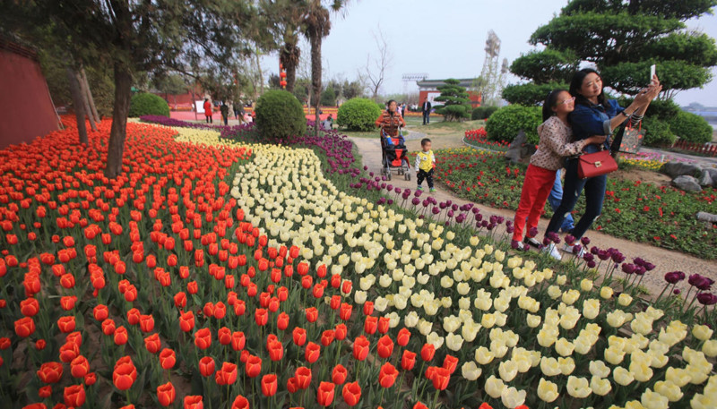 В парках Китая расцвели невероятной красоты тюльпаны