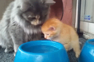 Мама-кошка учит своего котенка на своем примере