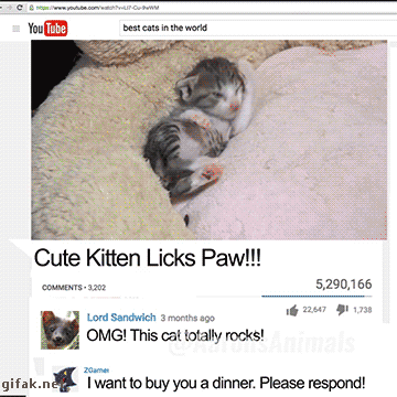 Коты очень любят собирать лайки
