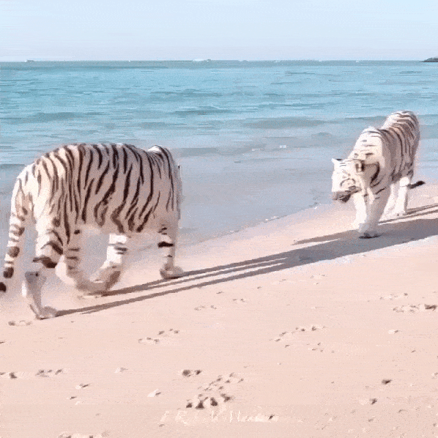 Море, солнце, пляж и белые тигры