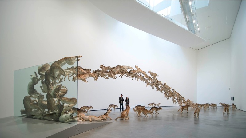 №1 Инсталляция "Head On" состоящая из 99 волков и одной стеклянной стены, автор Цай Гуо-Квианг