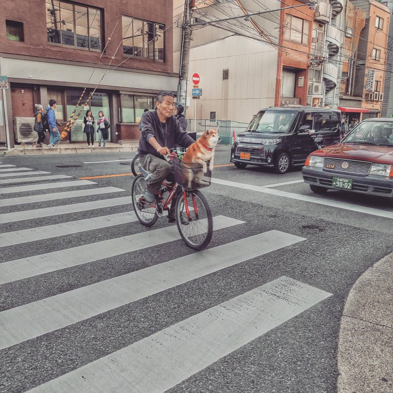 Такси для собак в Японии 
