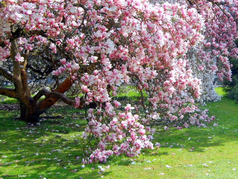 Весна это не только период шашлыков, но и пора цветения !