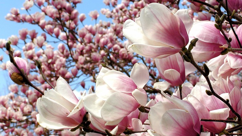 Весна это не только период шашлыков, но и пора цветения !