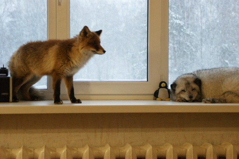 Домашние лисы
