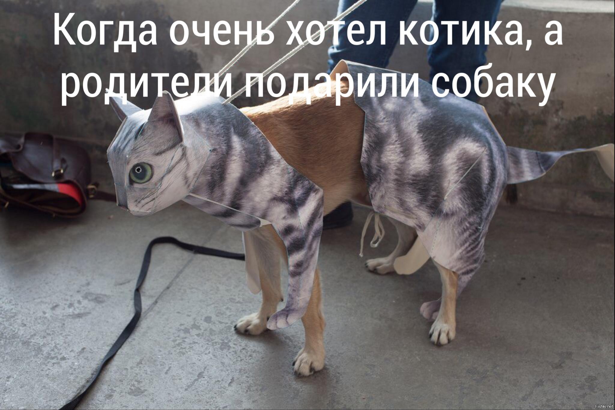 Кошка на голове собаки