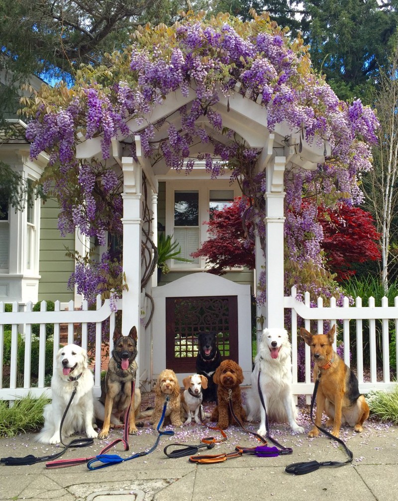 Красивый дом для собаки