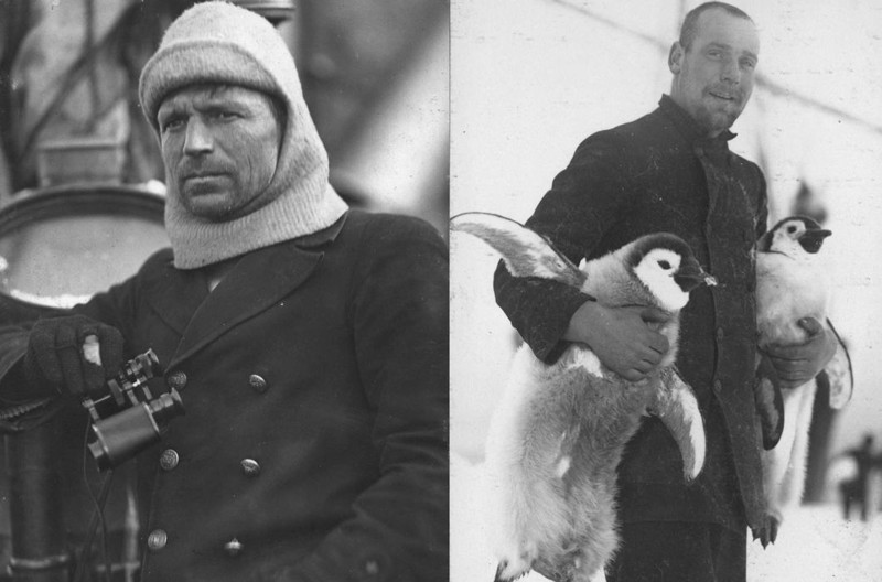 На фото слева: Фрэнк Уорсли, капитан корабля. На фото справа: Штурман Хьюберт Хадсон с птенцами императорских пингвинов.
